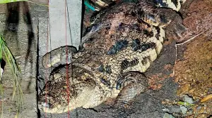 Crocodile captured after two-hour operation in Meerut, released into Ganga